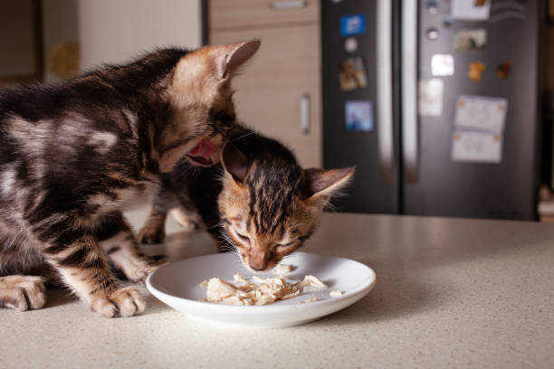 istock A small brown leopard-beige Bengal kitten sits on a beige bar table 1257017549
