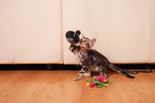 istock A small brown leopard tiger bengal kitten plays with a black and white ball 1257017671