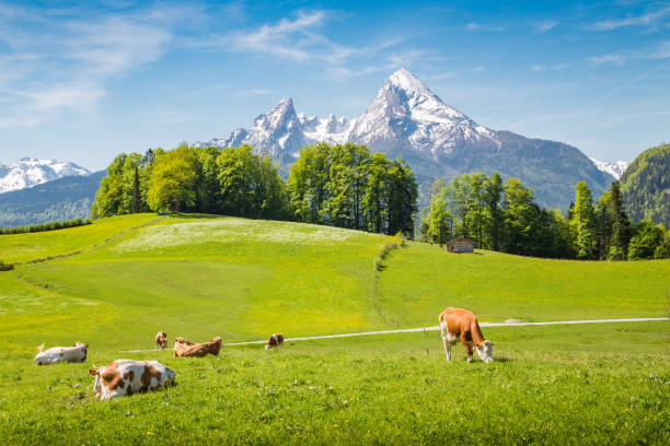 istock Idyllic summer landscape in the Alps with cows grazing 1257018633