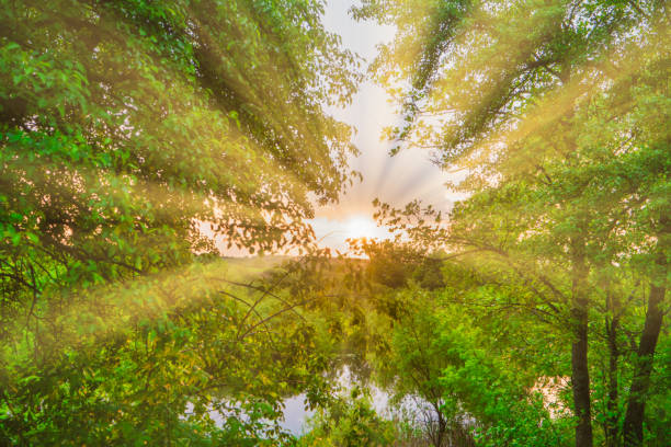 Green forest at sunset with sun beams through green leaves