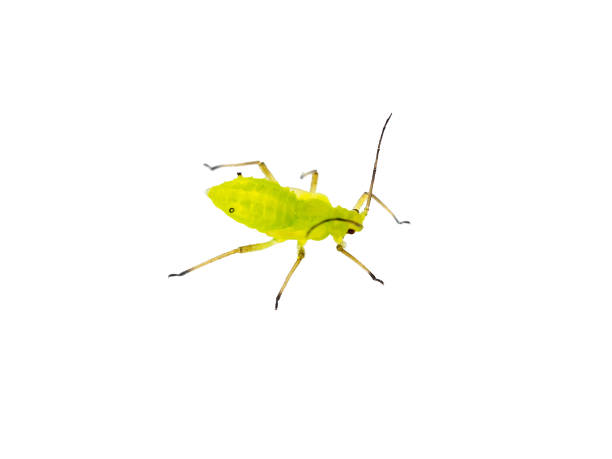istock Green Fly or Aphid Parasite Insect Isolated on White Background 1257019782