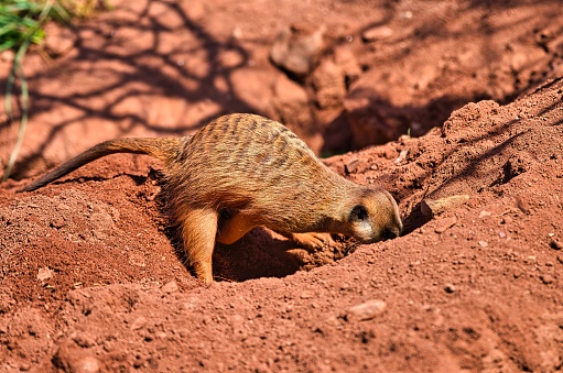 Meerkat digs a deep hole in the sand