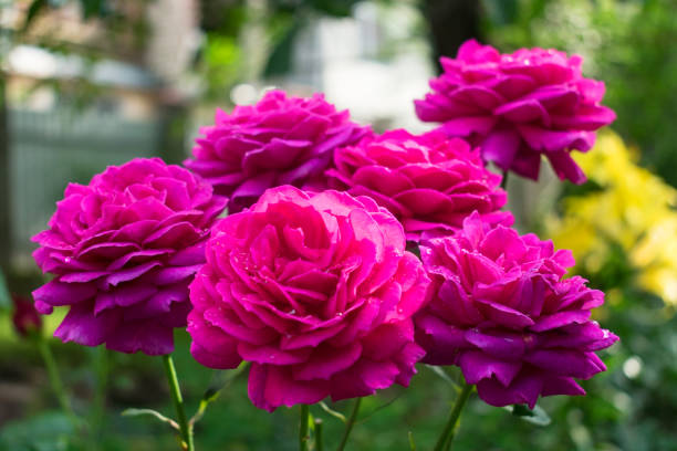 istock Crimson roses on a bush in the garden. 1257019998