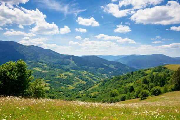istock pasture on a sunny day in mountains 1257020010