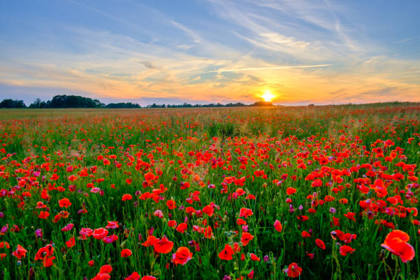 istock Blooming red poppies in a summer meadow 1257020251