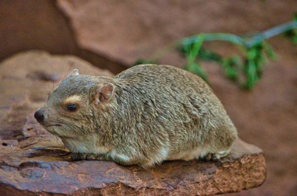 istock Rock hyrax rests on a stone 1257021281