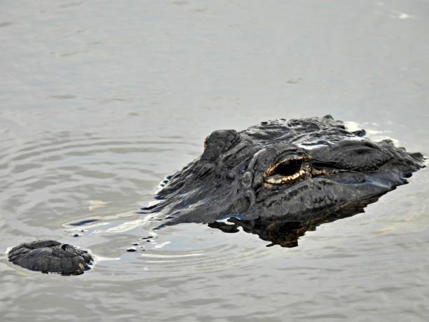 istock American Alligator (Alligator mississippiensis) animal head 1257021472