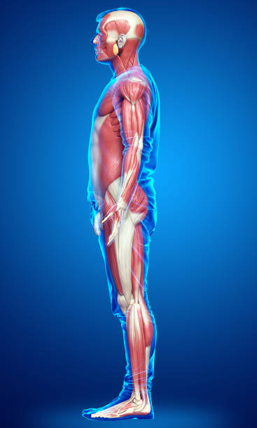 istock 3d rendered medically accurate illustration of a male muscle system 1257021506