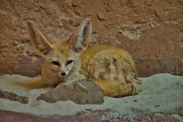 istock Desert fox rests at lunchtime 1257022223