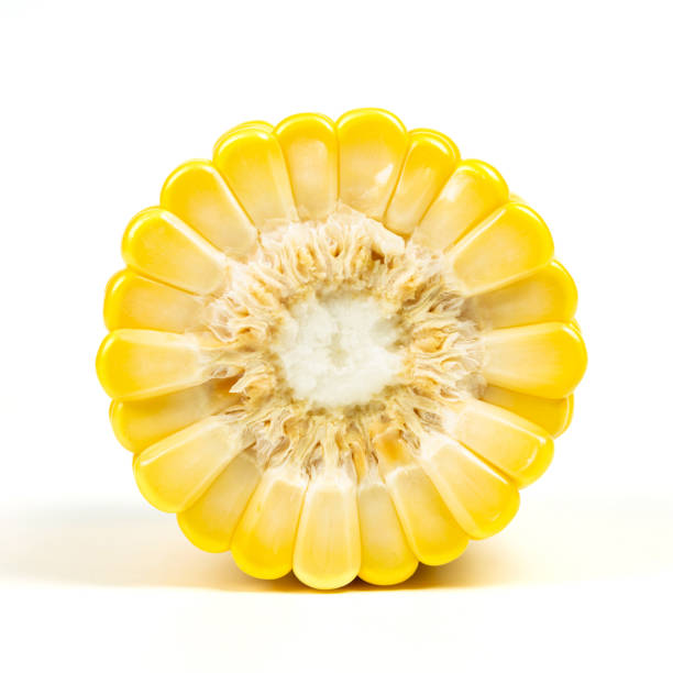 흰색 배경의 옥수수 단면 - corn corn crop corn on the cob isolated 뉴스 사진 이미지
