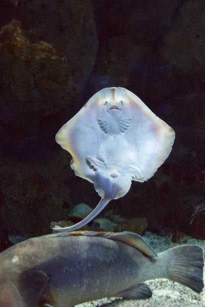 stingray (kukułka) i ryby z bliska jest pod wodą. - cretaquarium zdjęcia i obrazy z banku zdjęć