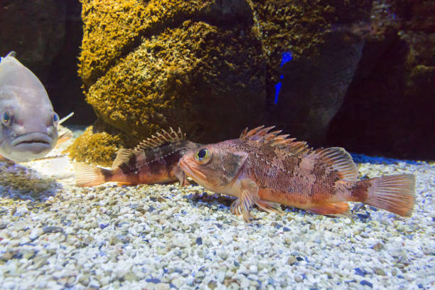 black-belly rosefish i dusky grouper są podwodne z bliska. - cretaquarium zdjęcia i obrazy z banku zdjęć