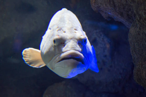 cretaquarium. dusky grouper pod wodą z bliska. - cretaquarium zdjęcia i obrazy z banku zdjęć