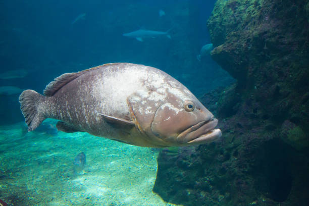 cretaquarium. dusky grouper pod wodą z bliska. - cretaquarium zdjęcia i obrazy z banku zdjęć