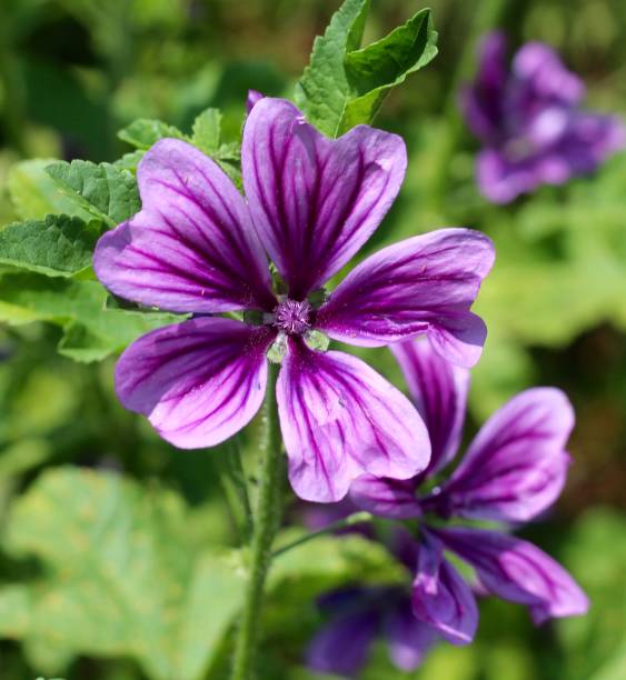 istock Small Bright Purple Flowers 1257023885