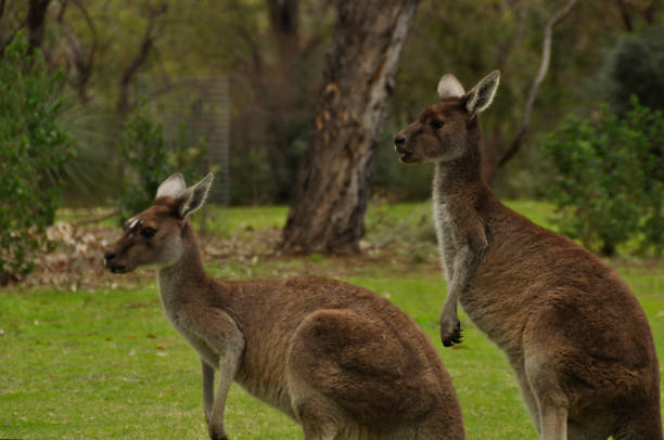 istock Pair of Grey Kangaroos in Western Australia 1257025455