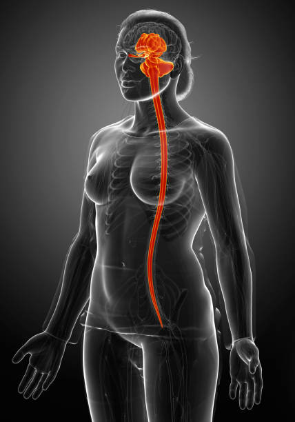 3d ilustração medicamente precisa de uma anatomia cerebral interior feminina - brain human spine brain stem cerebellum - fotografias e filmes do acervo