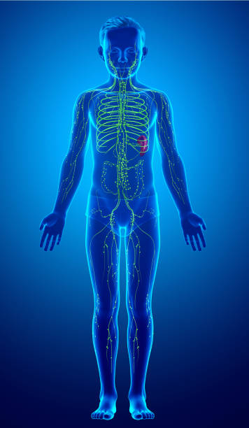 istock 3d rendered medically accurate illustration of a young boy lymphatic system 1257026956