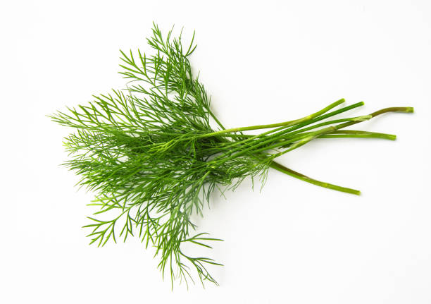 白い背景に隔離された新鮮なディルグラスの束 - fennel dill flower isolated ストックフォトと画像