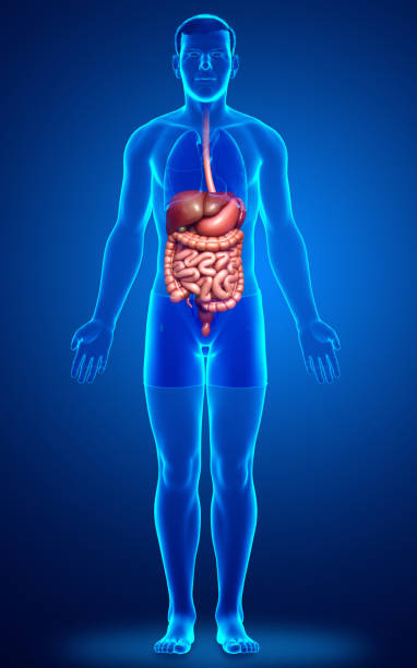 istock 3d rendered medically accurate illustration of male Digestive System
