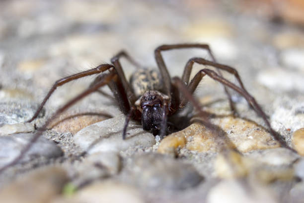 casa gigante aranha eratigena ártico em pedras - artica - fotografias e filmes do acervo