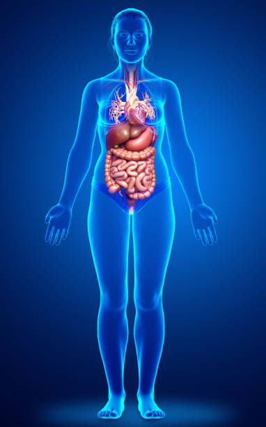 3d medizinisch genaue abbildung des weiblichen verdauungssystems"n - menschlicher dickdarm stock-fotos und bilder