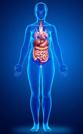 3d rendered medically accurate illustration of female Digestive System