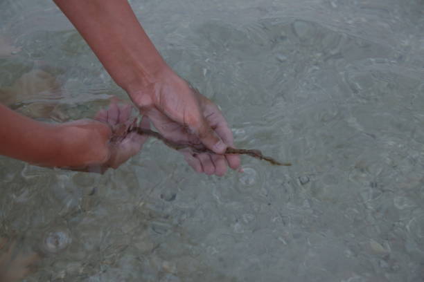 istock The sea in the hands 1257029193