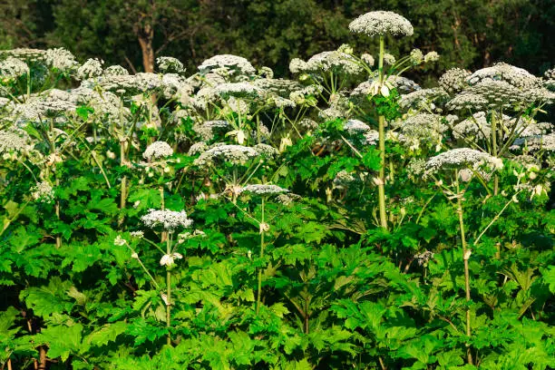 poisonous dangerous blooming giant weed tall hogweed