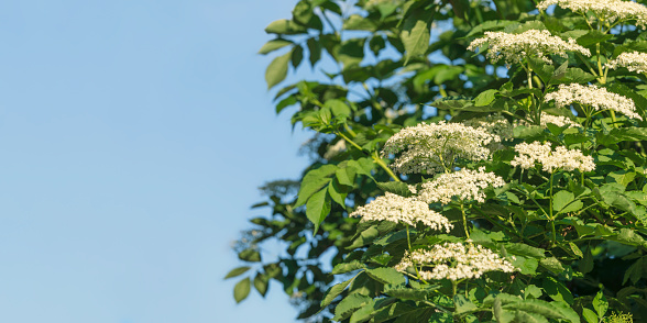 Elderflowers in bloom on an elder tree (Sambucus nigra) in summertime.