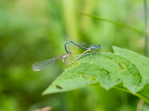 istock White-legged damselflies (platycnemis pennipes) mating on green leaf 1257030532