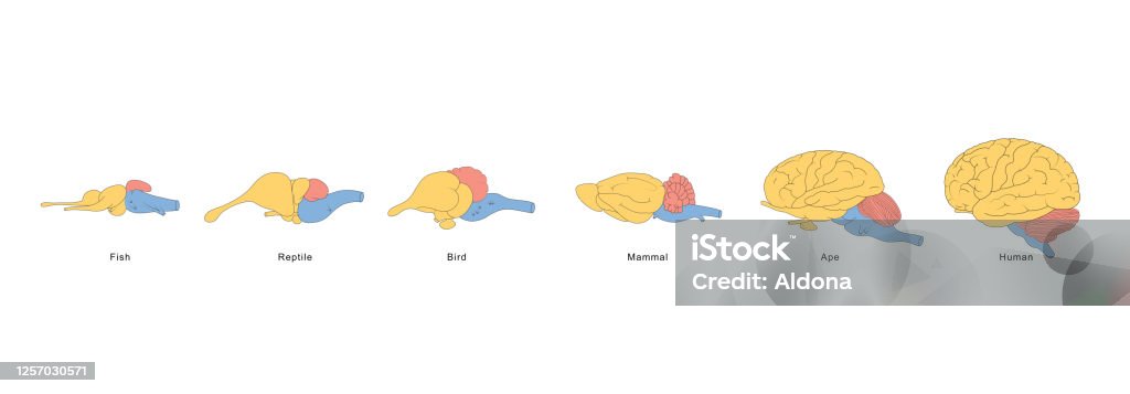 Brain Evolution Stock Illustration - Download Image Now - Bird, Anatomy ...