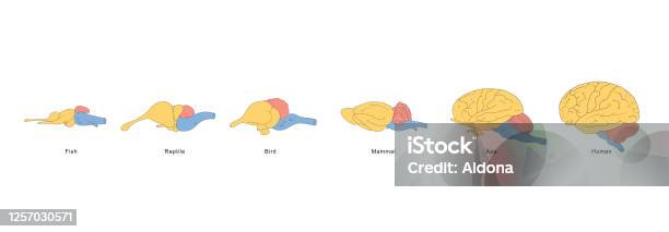 Involution Brain Brain Evolution Stock Illustration - Download Image Now - Bird, Anatomy ...