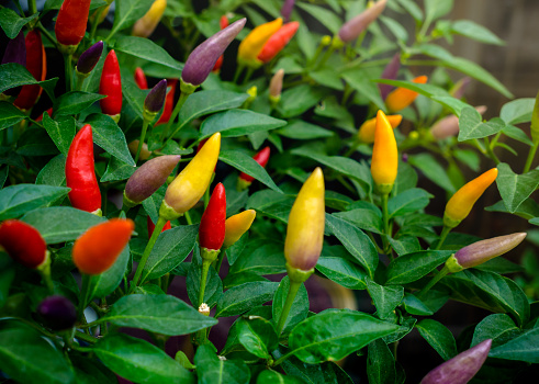 Bright colored pepper plants - hot chilly peppers in soft focus. Little red hot Hawaiian Chile Peppers on a branch, closeup.