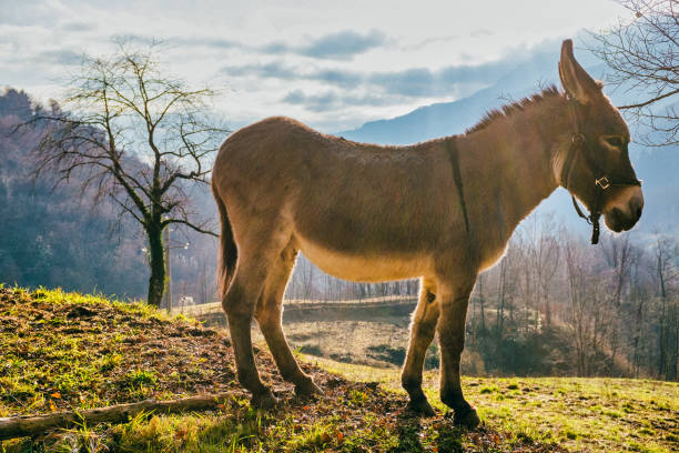 Donkey in the Imagna Valley, Italy