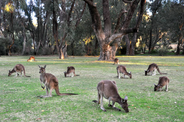 istock Black-faced Kangaroos in Western Australia 1257032156