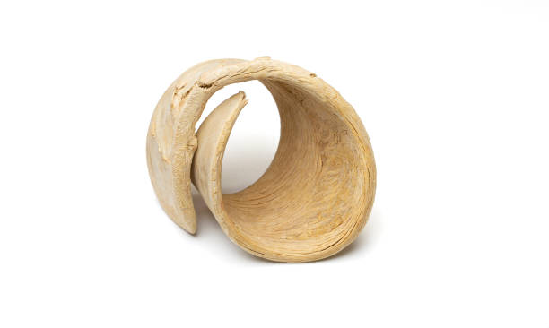 istock Nature object for decoration very detailed on texture.  isolated on a white background with clipping path. 1257032854
