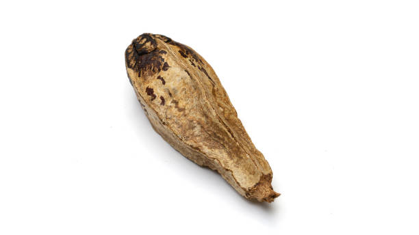 istock Nature object for decoration very detailed on texture.  isolated on a white background with clipping path. 1257033002