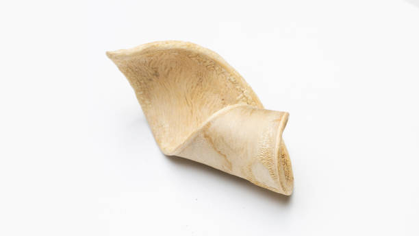 istock Nature object for decoration very detailed on texture.  isolated on a white background with clipping path. 1257033059