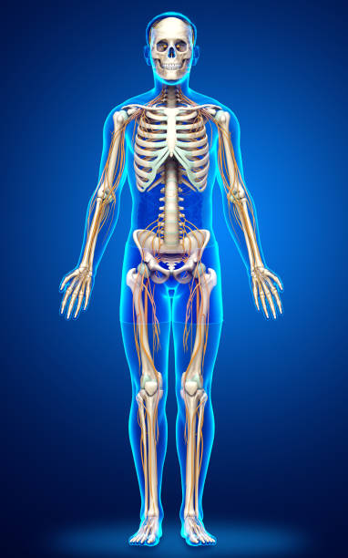 istock 3d rendered medically accurate illustration of the nervous system and skeleton system 1257033319