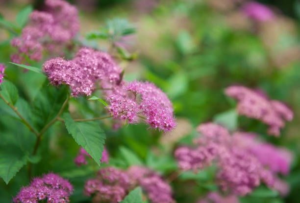 istock Abstract leaves with flowers nature texture background. Creative layout for design 1257033578