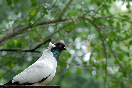 Dove closeup portrait, bird on the window, sunny day, pigeon beautiful portrait, pigeons eyes in macro