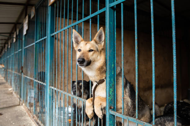 istock Cage with dogs in animal shelter 1257035965