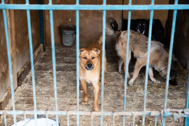 istock Cage with dogs in animal shelter 1257036029