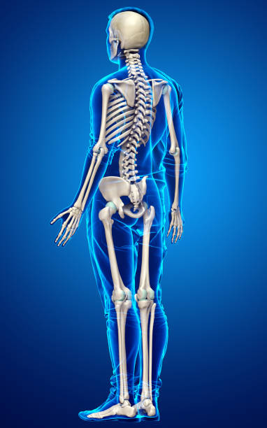 istock 3d rendered, medically accurate illustration of a male skeleton system 1257036047