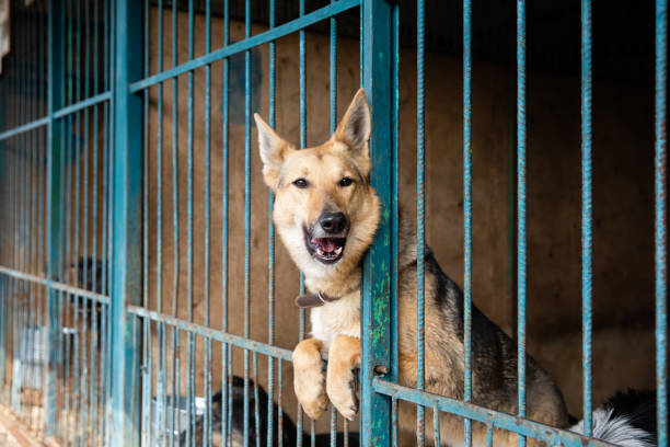 istock Cage with dogs in animal shelter 1257036574