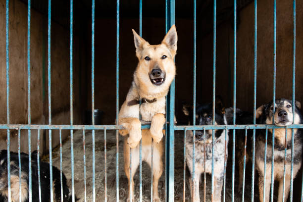 istock Cage with dogs in animal shelter 1257036595