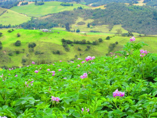 andes potato crop - raw potato field agriculture flower imagens e fotografias de stock