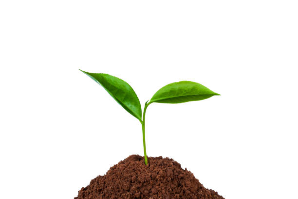 istock young tree growing from the rich soil isolated on white background 1257039552