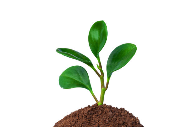 istock young tree growing from the rich soil isolated on white background 1257039578